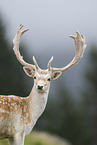 fallow deer