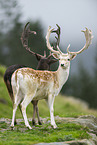 fallow deer