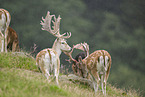 fallow deer
