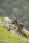 fallow deer