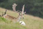 fallow deer