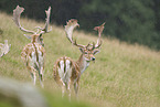 fallow deer