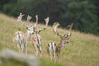 fallow deer