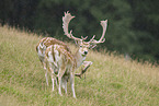 fallow deer