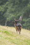 fallow deer