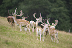 fallow deer