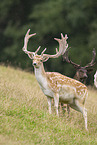fallow deer
