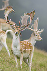 fallow deer