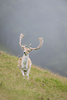 fallow deer