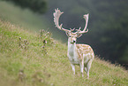 fallow deer