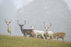 fallow deer