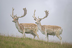 fallow deer