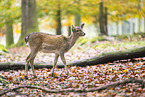 fallow deer
