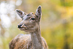 fallow deer