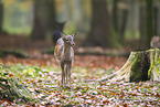 fallow deer