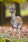 fallow deer