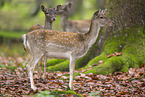 fallow deer
