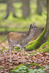 fallow deer