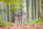 fallow deer