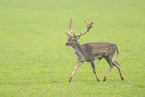 fallow deer