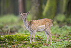 fallow deer