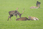 fallow deer