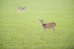 fallow deer