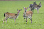 fallow deer