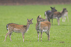 fallow deer