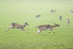 fallow deer