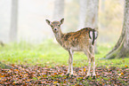 fallow deer