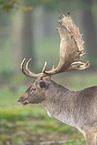 fallow deer