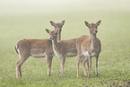 fallow deer