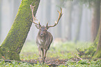 fallow deer