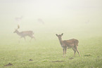 fallow deer