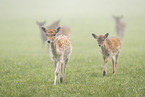 fallow deer