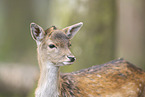fallow deer