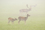 fallow deer