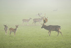 fallow deer