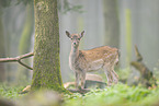 fallow deer