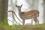 fallow deer