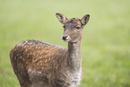 fallow deer
