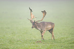fallow deer