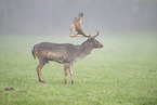 fallow deer
