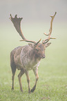 fallow deer