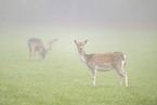 fallow deer
