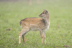 fallow deer
