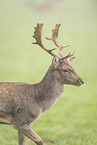fallow deer