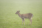fallow deer