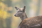 fallow deer